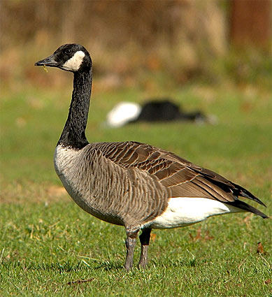 Dealing with Geese Prevention in Facility Services