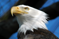 Leadership Eagle resized 201