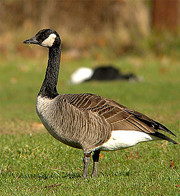 Canadian Goose