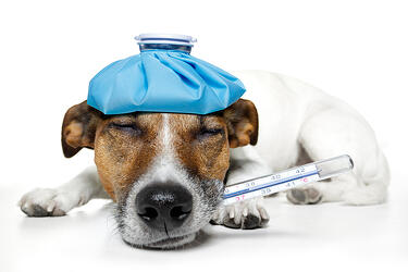 bigstock-sick-dog-33362393