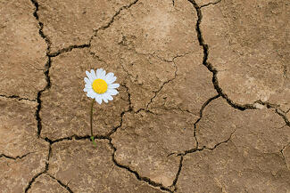 bigstock-Daisy-Flower-In-The-Desert-65868985