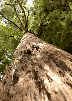 Redwood Tree