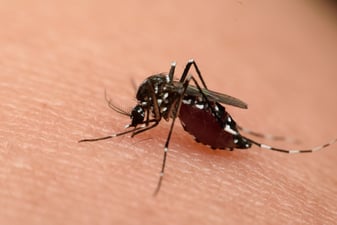 Zika: The Risks & Role Commercial Cleaning Play In Infection Control