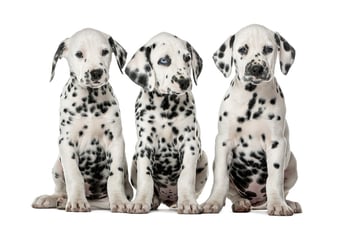 Don’t Let Carpet Stains Give Your Facility a Spotty Reputation