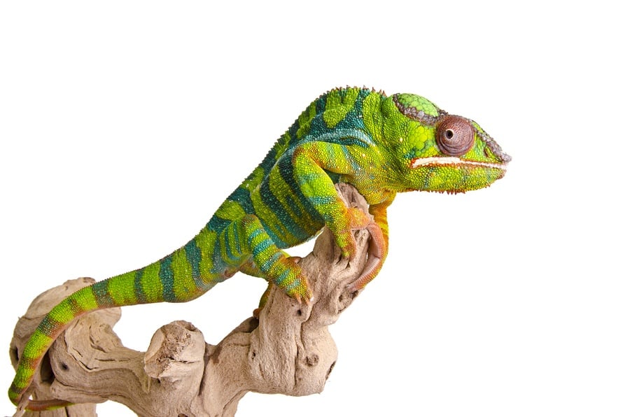 bigstock-Colorful-chameleon-36865622.jpg